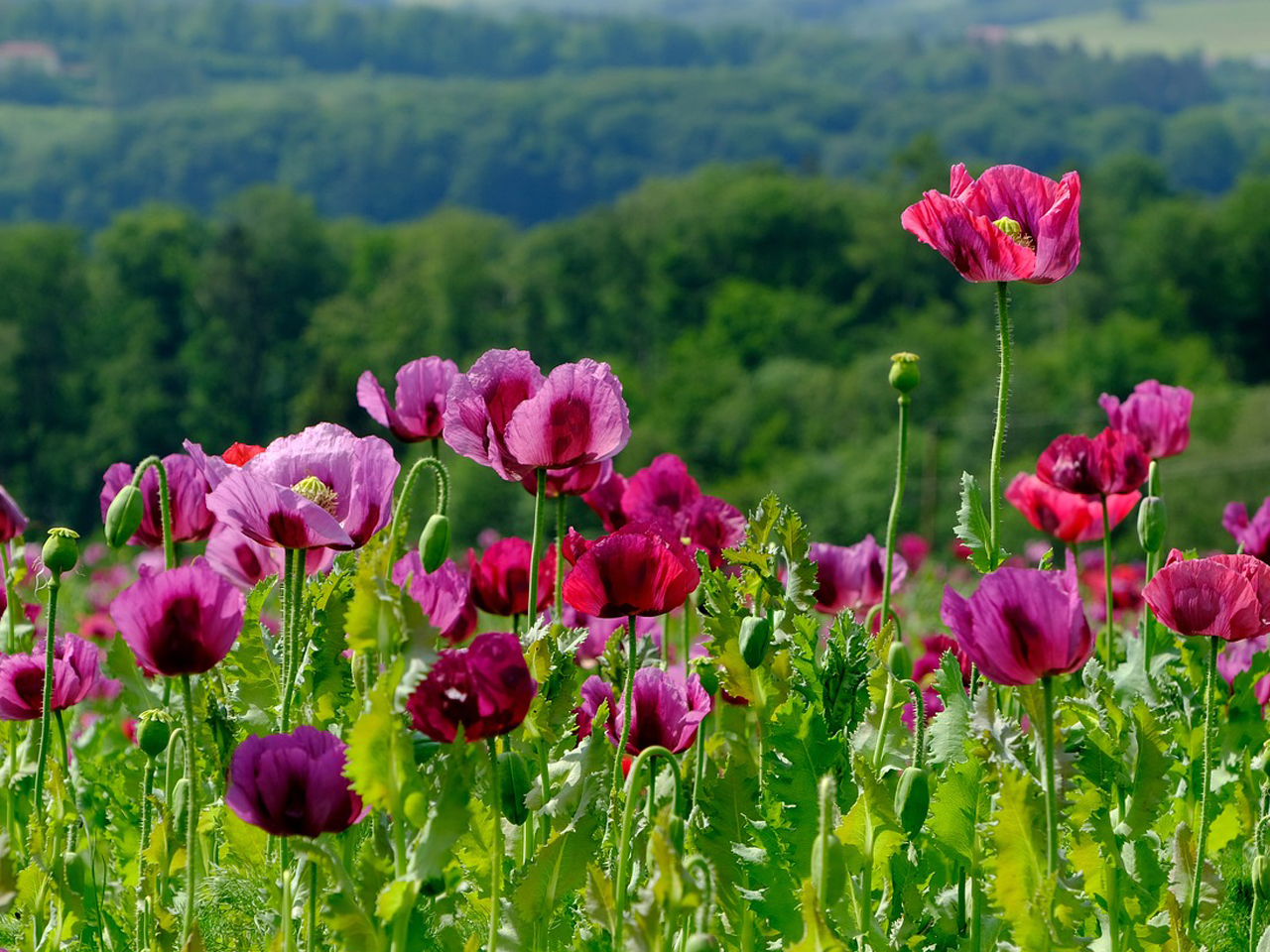 Mottoreisen - Natur Pur